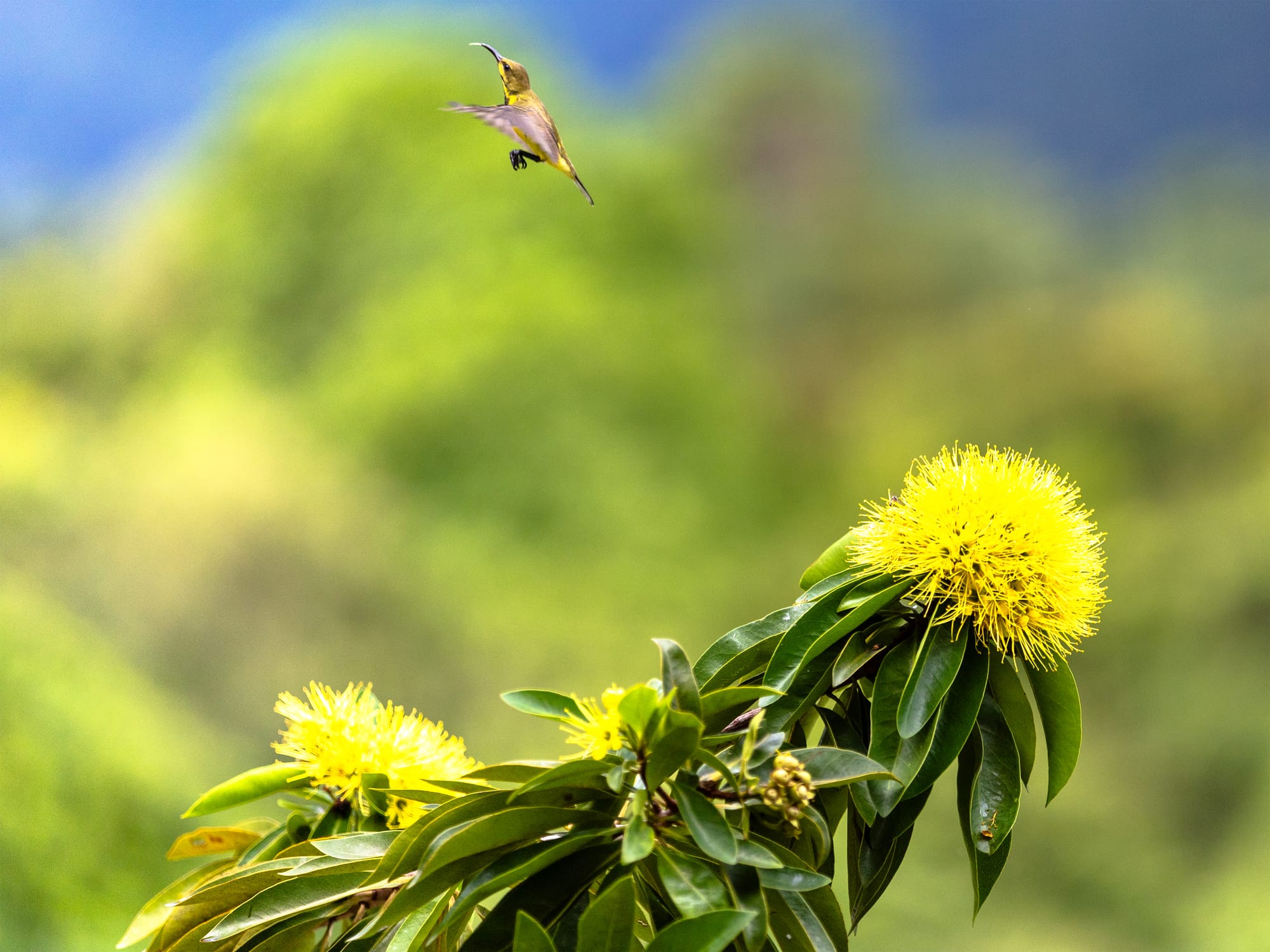 Flight In Motion