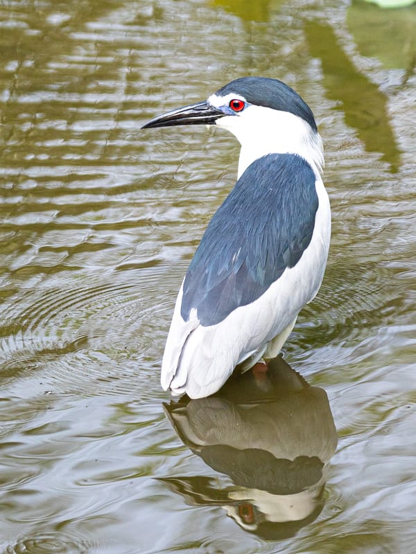 Nycticorax nycticorax
