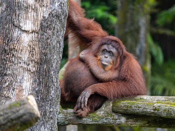 Pongo pygmaeus