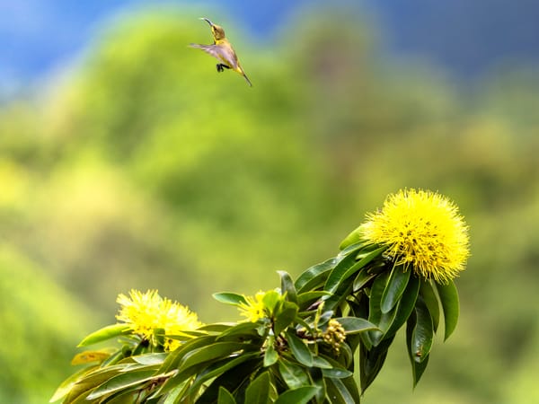 Flight In Motion